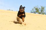 ROTTWEILER 085